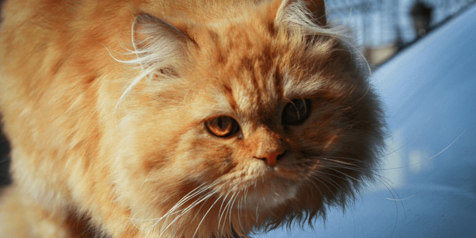 cat-eating-less-than-usual-9-possible-causes
